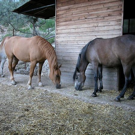 Agriturismo Istrice Innamorato Campello sul Clitunno Eksteriør bilde
