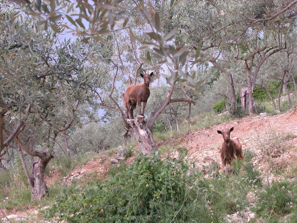 Agriturismo Istrice Innamorato Campello sul Clitunno Eksteriør bilde